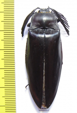 Elteridae sp.  Thailand 52mm - INSECTS-STORE.RU