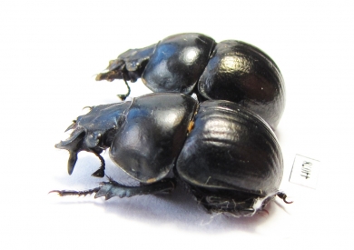 Lethrus andrejewae, pair  Tajikistan - INSECTS-STORE.RU
