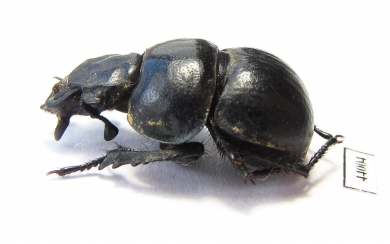 Lethrus dinotherium, male  Kirgizstan - INSECTS-STORE.RU