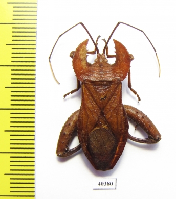 Hemiptera sp.  Malaysia - INSECTS-STORE.RU