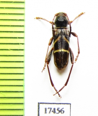 Brachyclytus singularis  Russia, Far East - INSECTS-STORE.RU