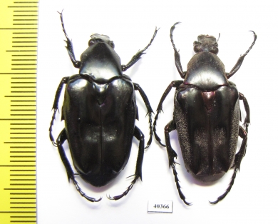 Plectrone borneensis, pair  Indonesia, Sumatra - INSECTS-STORE.RU