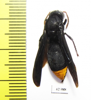 Hymenoptera sp.  South Africa Rep. - INSECTS-STORE.RU