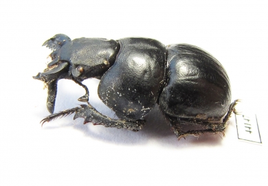 Lethrus turkestanicus, male  Uzbekistan - INSECTS-STORE.RU