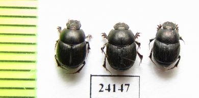 Onthophagus sp. Iran, Lorestan prov. - INSECTS-STORE.RU