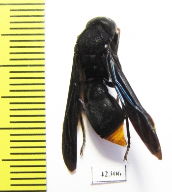 Hymenoptera sp.  South Africa Rep. - INSECTS-STORE.RU