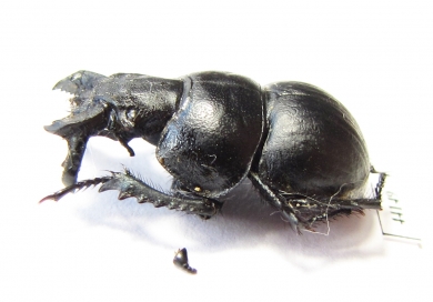 Lethrus mucronatus, male  Uzbekistan - INSECTS-STORE.RU