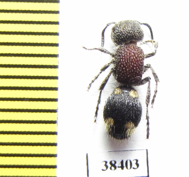 Mutillidae sp.  Zambia - INSECTS-STORE.RU