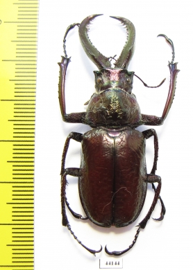 Sphaenognathus bellicosus  Colombia  52mm - INSECTS-STORE.RU