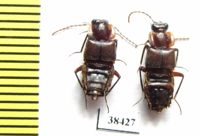 Staphylinidae sp.  Zambia - INSECTS-STORE.RU