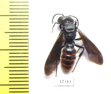 Hymenoptera sp.  South Africa Rep. - INSECTS-STORE.RU