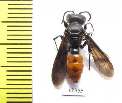 Hymenoptera sp.  South Africa Rep. - INSECTS-STORE.RU