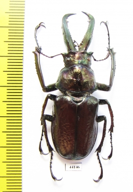 Sphaenognathus bellicosus  Colombia  49mm - INSECTS-STORE.RU