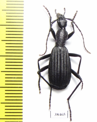 Carabidae sp.  Zambia - INSECTS-STORE.RU