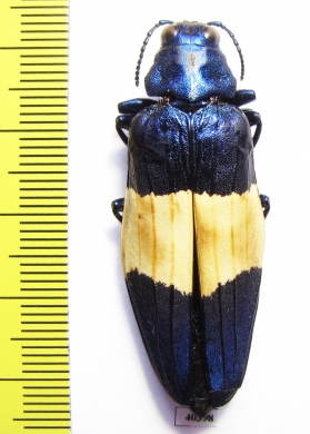 Chrysochroa castelnaudi  Malaysia - INSECTS-STORE.RU