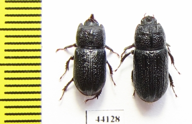 Sinodendron cylindricum, pair  Russia, Krasnodar reg. - INSECTS-STORE.RU