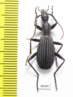 Carabidae sp.  Zambia - INSECTS-STORE.RU