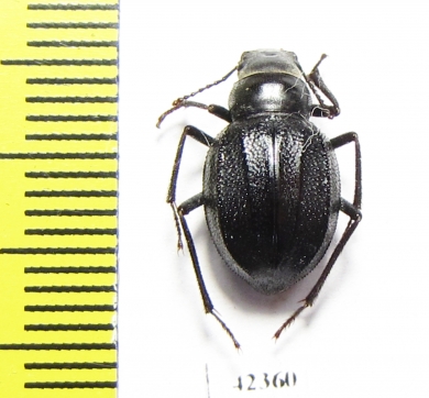 Podhomala lucidula  Russia, Astrakhan reg. - INSECTS-STORE.RU