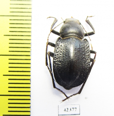 Platyesia karelini  Uzbekistan - INSECTS-STORE.RU