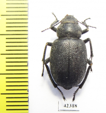 Thriptera ballionis  Uzbekistan - INSECTS-STORE.RU