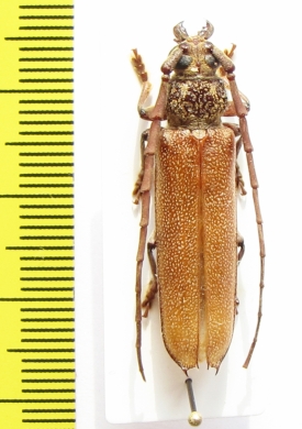 Cerambycidae sp.  Brasilia - INSECTS-STORE.RU
