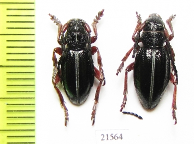 Dorcadion pedestre  Moldova - INSECTS-STORE.RU