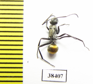 Formicidae sp.  Australia - INSECTS-STORE.RU