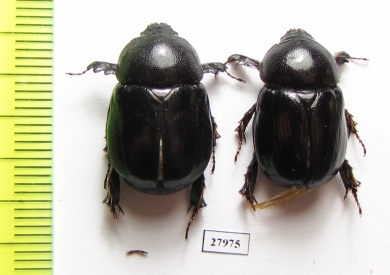 Pentodon ? persicus  Pakistan - INSECTS-STORE.RU