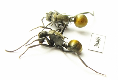 Formicidae sp.  Australia - INSECTS-STORE.RU