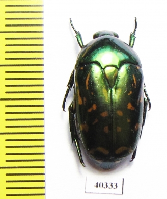 Poecilopharis truncatipennis  Indonesia, Kei Besar isl. - INSECTS-STORE.RU