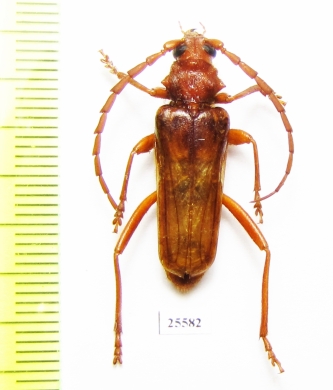 Gahania sp.  South Africa Rep. - INSECTS-STORE.RU