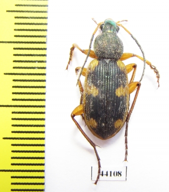 Carabidae sp.  Sudan - INSECTS-STORE.RU