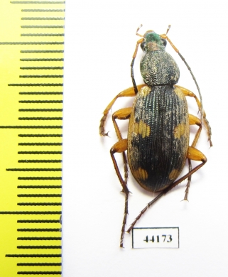Carabidae sp.  Sudan - INSECTS-STORE.RU