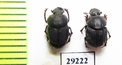 Onthophagus anthracinus, pair  Mexico - INSECTS-STORE.RU