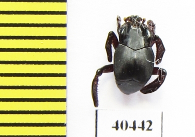 Histeridae sp.  Peru (termitophilous) - INSECTS-STORE.RU