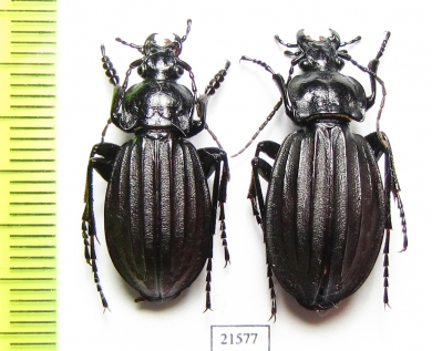 Carabus (Aulonocarabus) canaliculatus, pair  Russia, Irkutsk reg. - INSECTS-STORE.RU