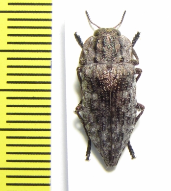 Dicerca moesta  Croatia - INSECTS-STORE.RU