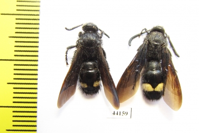 Scoliidae sp., pair  Tajikistan, Pamir - INSECTS-STORE.RU