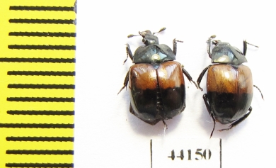 Sphaerites dimidiatus  China, Gansu prov. - INSECTS-STORE.RU