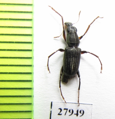 Anthribidae sp.  Madagascar - INSECTS-STORE.RU