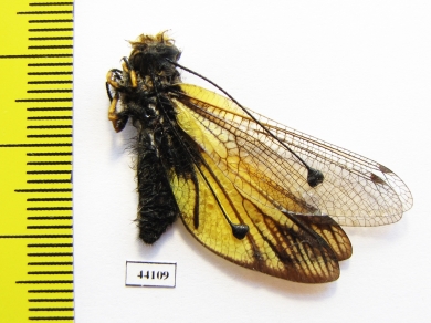 Ascalaphidae sp.  Russia, Far East - INSECTS-STORE.RU