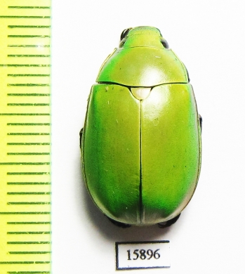 Rutelinae sp.  China, Yunnan prov. - INSECTS-STORE.RU