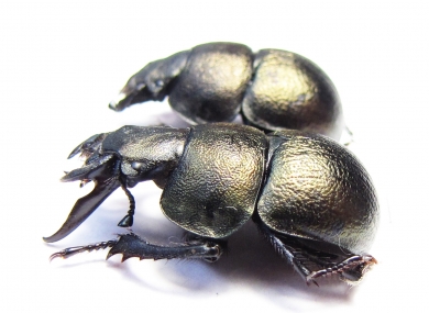 Lethrus banghaasi, pair  Tajikistan - INSECTS-STORE.RU