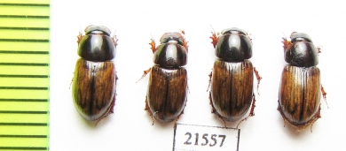 Aphodius sp.  Kazakhstan - INSECTS-STORE.RU