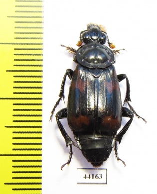 Nicrophorus heurni  Indonesia, Papua - INSECTS-STORE.RU