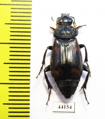 Nicrophorus heurni  Indonesia, Papua - INSECTS-STORE.RU