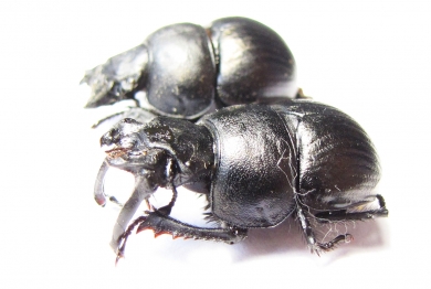 Lethrus karateginicus, pair  Tajikistan - INSECTS-STORE.RU