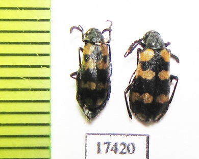 Meloidae sp.  Namibia - INSECTS-STORE.RU