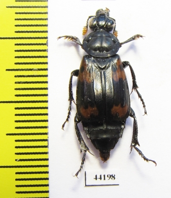 Nicrophorus heurni  Indonesia, Papua - INSECTS-STORE.RU