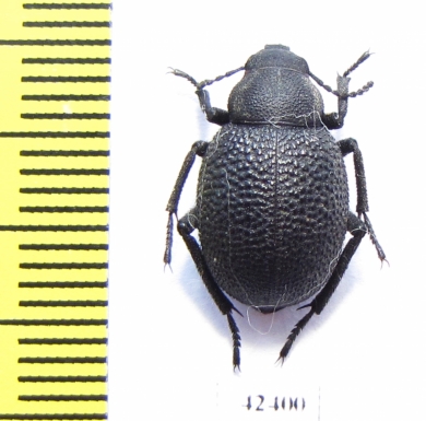 Pachyscelis sp.  Iran, E.Azerbaijan prov. - INSECTS-STORE.RU